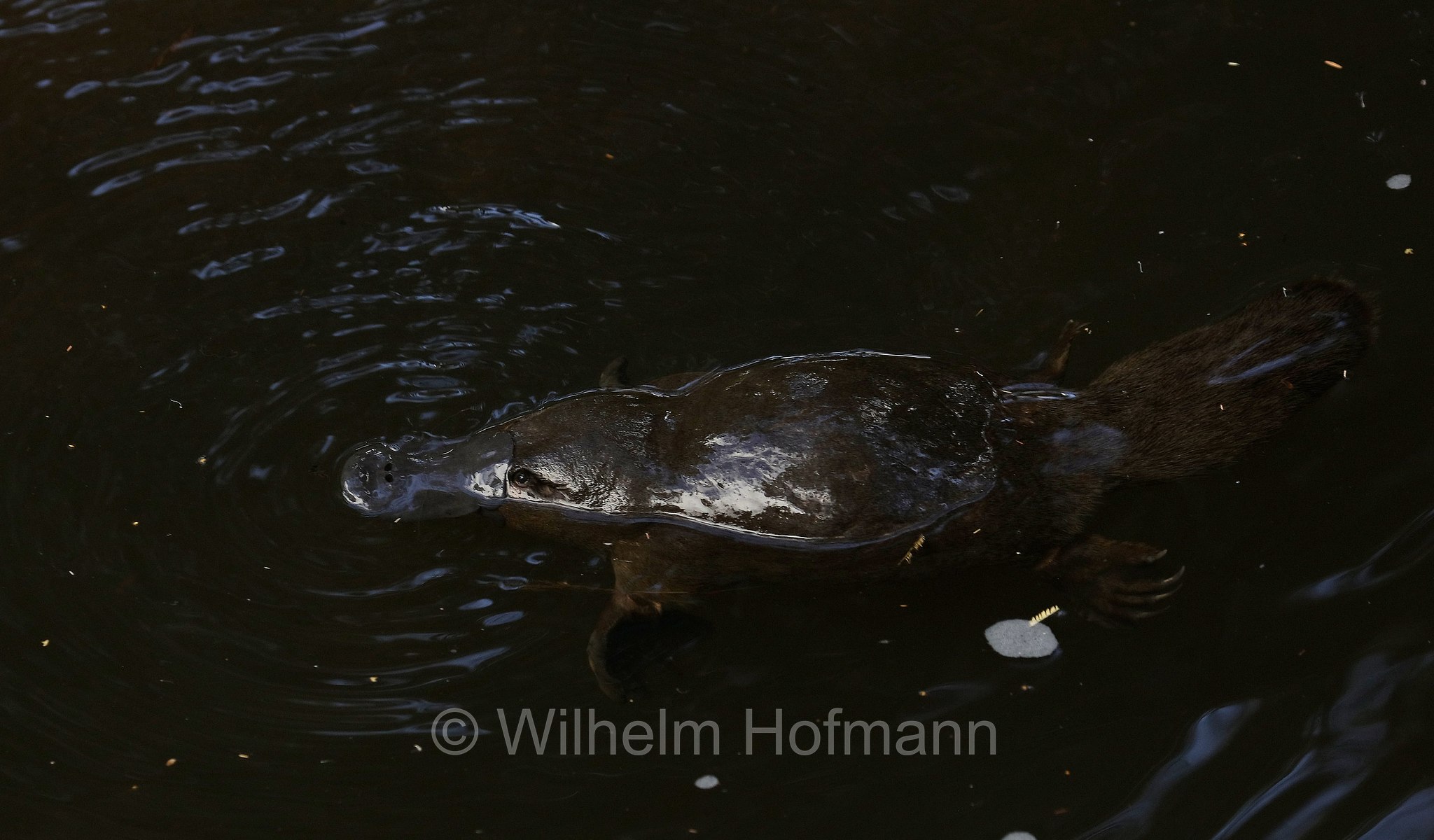 platypus, duck-billed platypus, Schnabeltier, ornitorinco, platipo, Ornithorhynchus anatinus, Geeveston Platypus Walk, Tasmania, Tasmanien, Australia, Australien