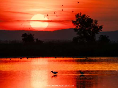 Recurvirostra avosetta - Pied Avocet