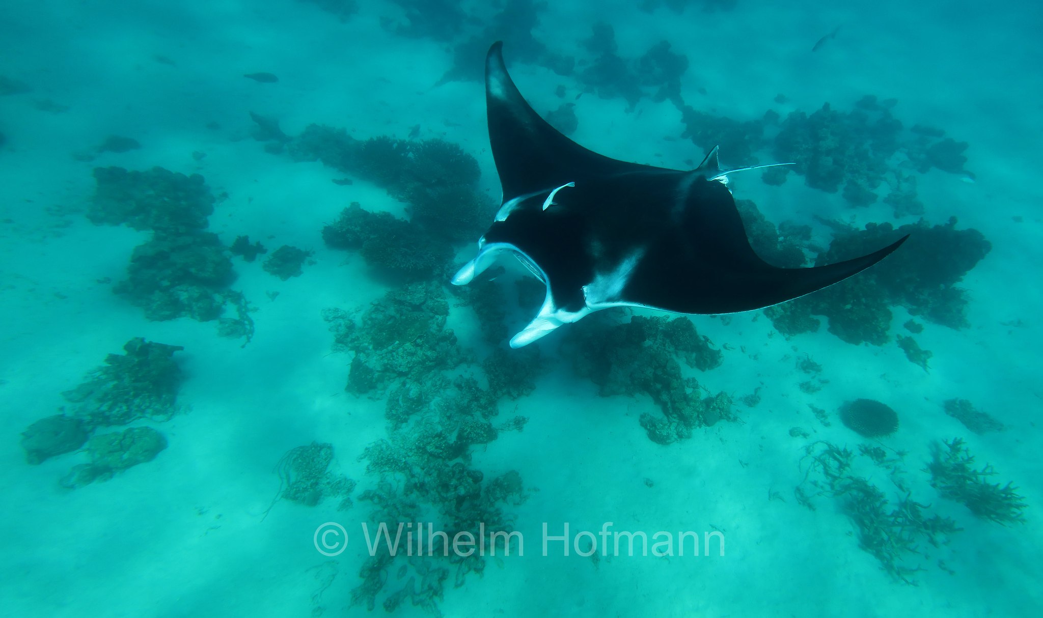 reef manta ray, Riffmanta, manta della barriera corallina, Mobula alfredi, Manta alfredi, Ningaloo Coast, Ningaloo Marine Park, Ningaloo Commonwealth Marine Reserve, Costa di Ningaloo, Western Australia, Westaustralien, Australia Occidentale, Australia, Australien