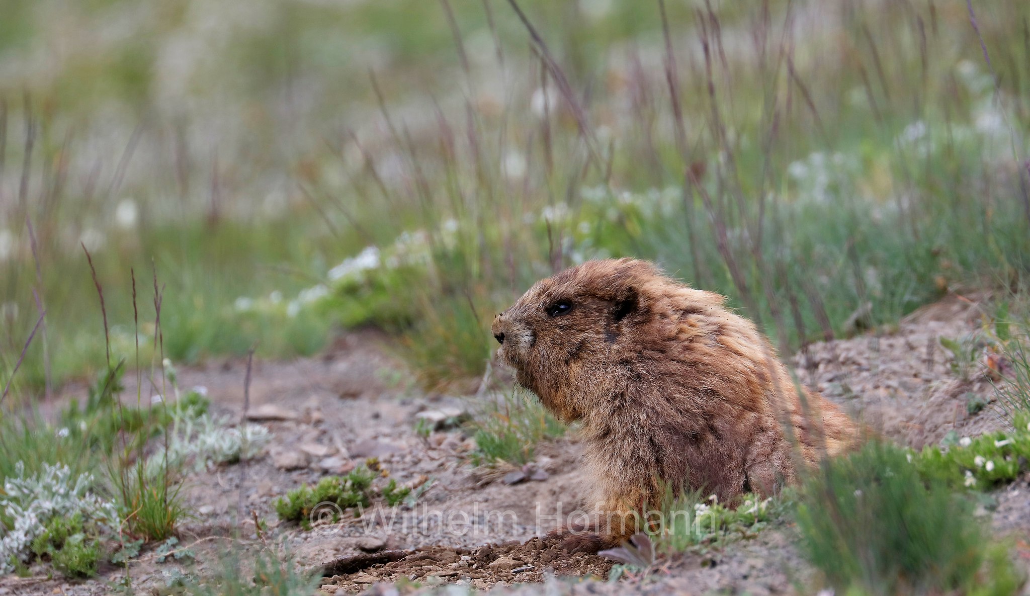 Marmota olympus, Olympic marmot, Olympisches Murmeltier, marmotta olimpica, Hurricane Ridge, Olympic National Park, Olympic-Nationalpark, Olympic-Nationalpark, Washington, USA