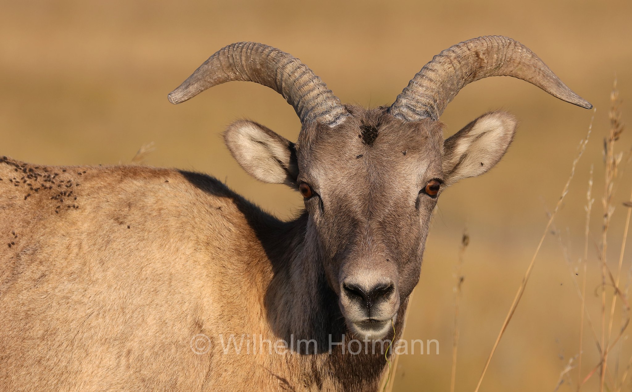 Ovis canadensis canadensis, Rocky Mountain bighorn sheep, Rocky-Mountains-Dickhornschaf, bighorn delle Montagne Rocciose, Sage Creek Basin Overlook, Badlands National Park, Badlands-Nationalpark, parco nazionale delle Badlands, South Dakota, Dakota del Sud, USA