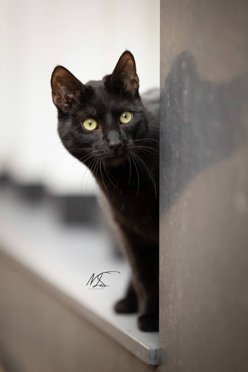 Zwarte kat die om het hoekje kijken bij een kantoorraam