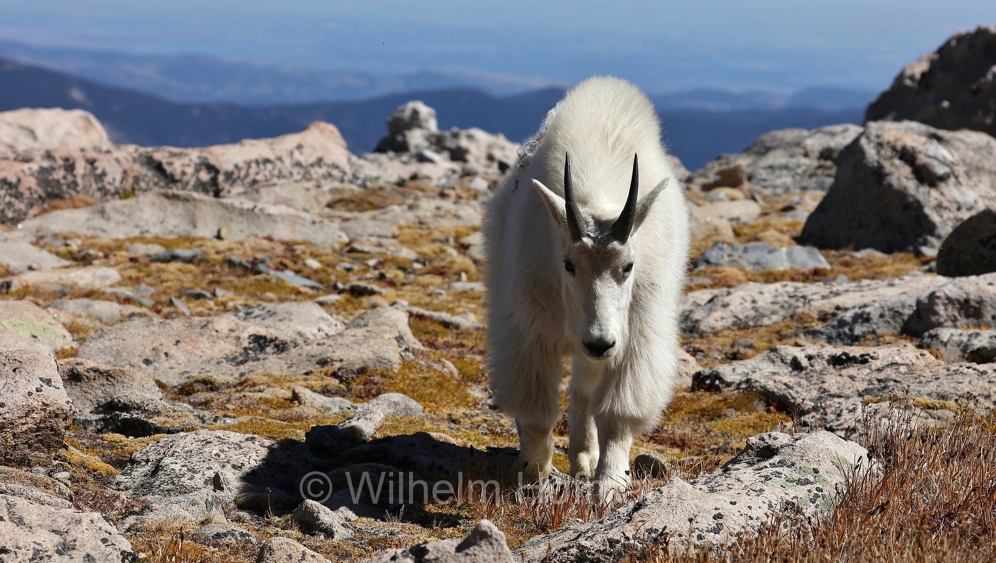 Oreamnos americanus, mountain goat, Rocky Mountain goat, Schneeziege, Bergziege, capra delle nevi, aplocero, Mount Blue Sky, Colorado, USA