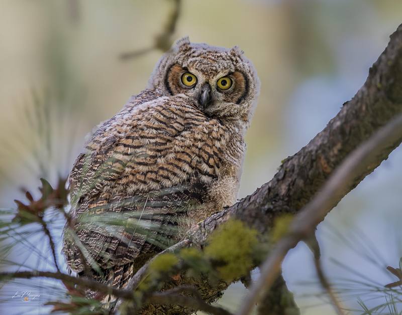 My what Big Eyes You Have (Great Horned Owl)