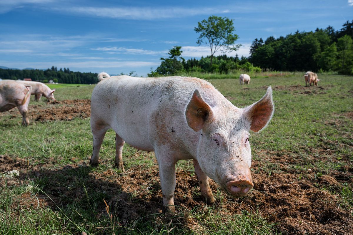 Freilandschweine