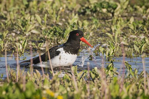 Eurasian oystercatcher