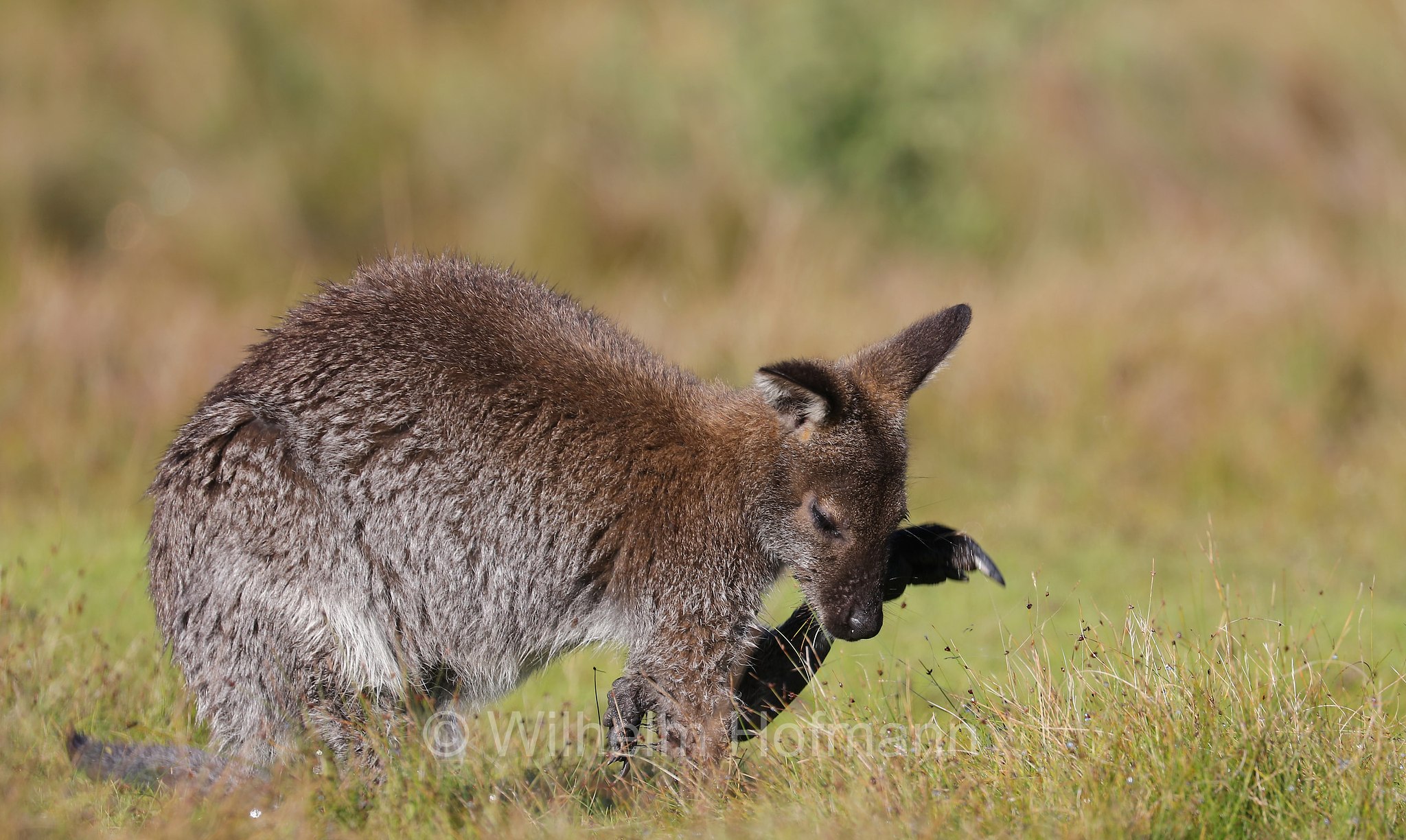 red-necked wallaby, Bennett's wallaby, Rotnackenwallaby, Bennett-Wallaby, Bennett-Känguru, wallaby dal collo rosso, wallaby di Bennet, Notamacropus rufogriseus, Narawntapu National Park, Narawntapu-Nationalpark, parco nazionale Narawntapu, Tasmania, Tasmanien, Australia, Austalien