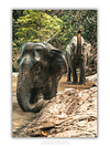 COLLECTION - GIANTS OF THE LAND VERTICAL - "River Company" - LIMITED EDITION 10 of 10