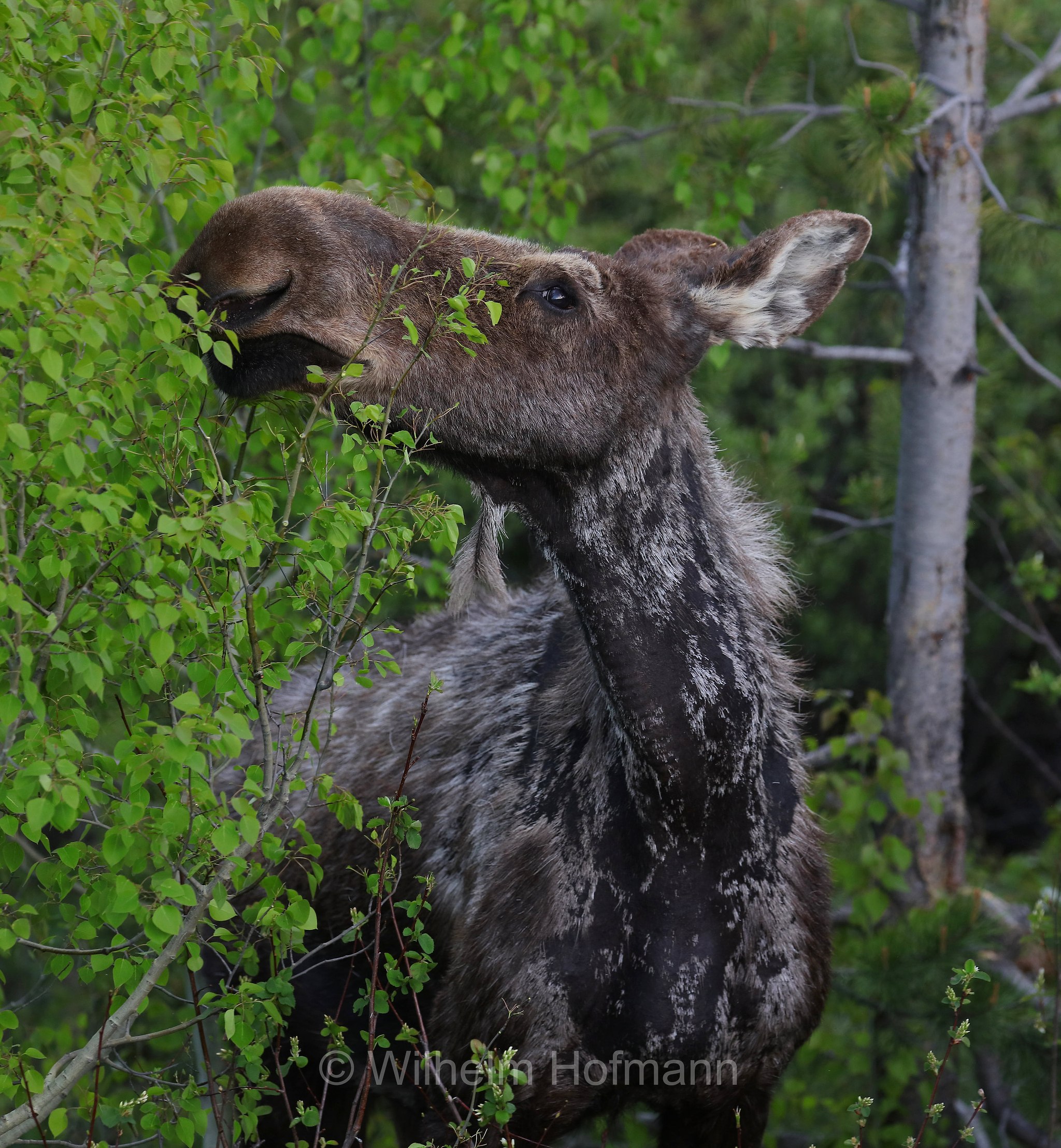 Shiras moose, Wyoming moose, Yellowstone moose, Yellowstone-Elch, Shiraz-Elch, Wyoming-Elch, alce di Shiras, Alces alces shirasi, Taggart Creek, Grand Teton National Park, Grand-Teton-Nationalpark, parco nazionale del Grand Teton, Wyoming, USA