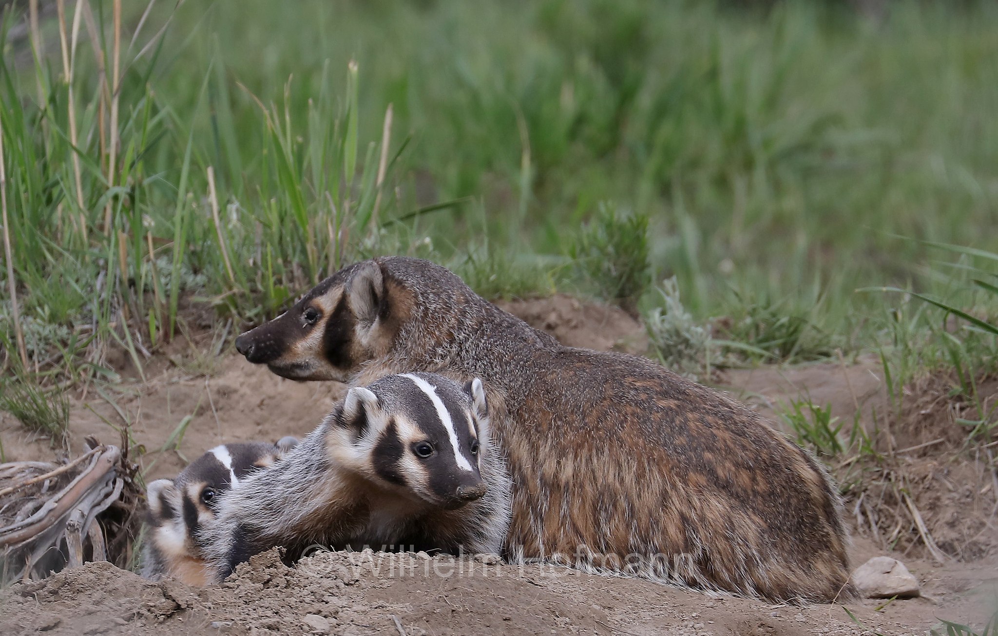 Taxidea taxus, American Badger, Silberdachs, tasso americano, Slough Creek, Lamar Valley, Yellowstone National Park, Yellowstone-Nationalpark﻿, parco nazionale di Yellowstone, Wyoming, USA