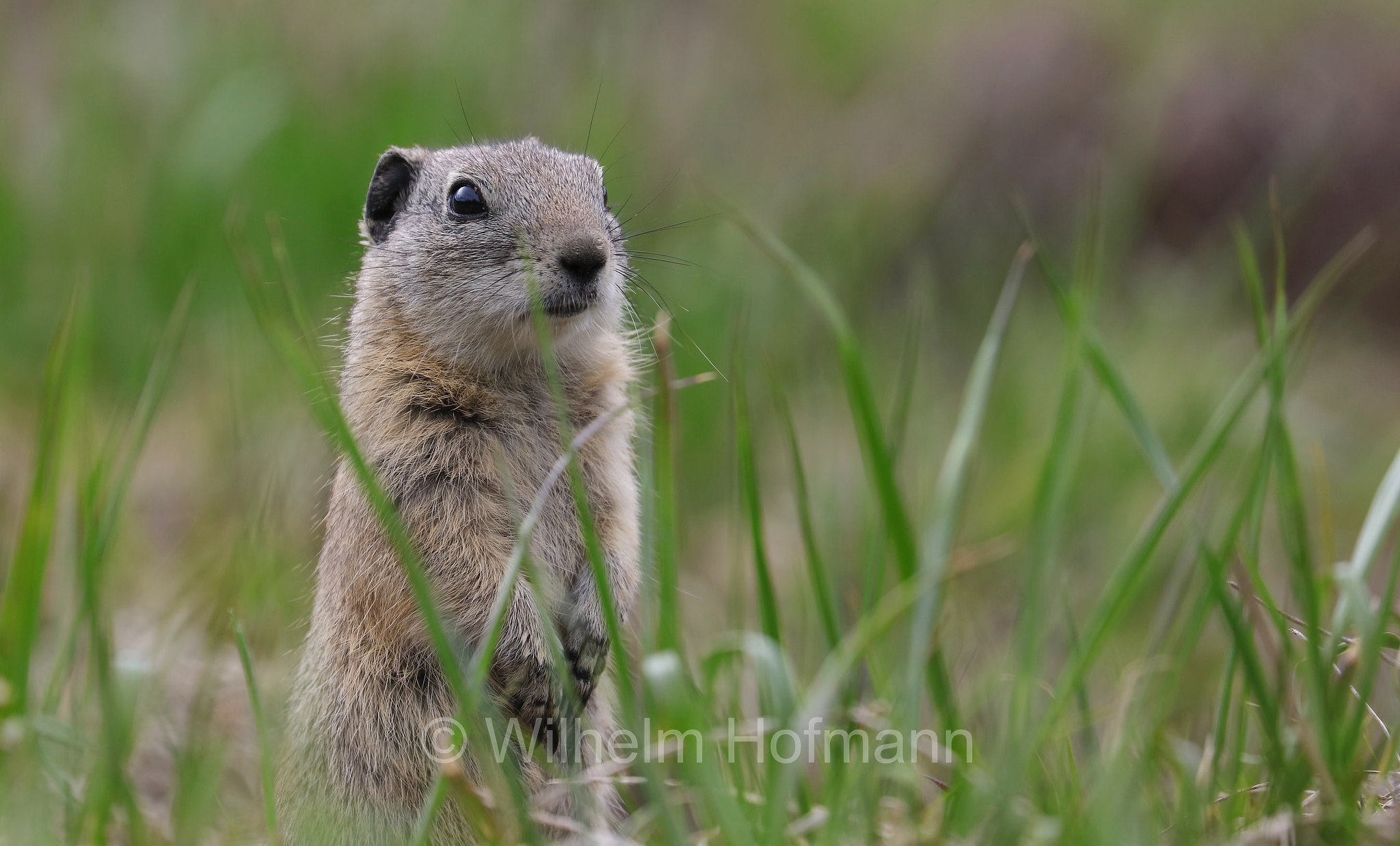Urocitellus beldingi, Spermophilus beldingi, Belding's ground squirrel, pot gut, sage rat, picket-pin, Belding-Ziesel, scoiattolo terricolo di Belding, Sparks Lake Meadow, Oregon, USA