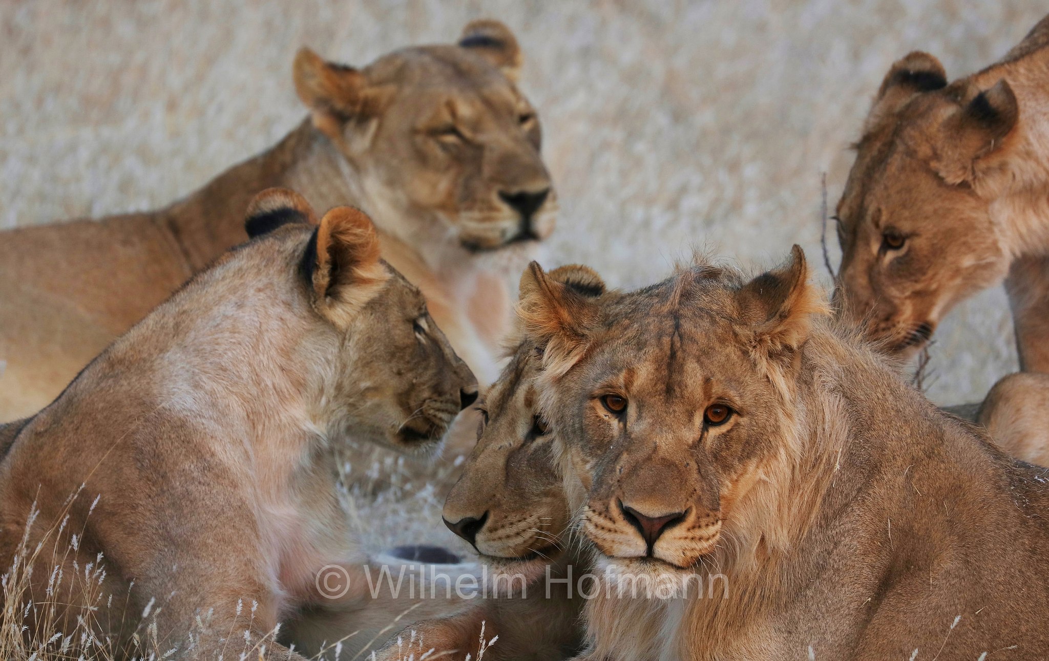 Lion, Löwe, leone, panthera leo melanochaita, Etosha-Nationalpark, Etosha National Park, parco nazionale d'Etosha, Namibia