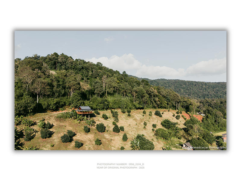 COLLECTION - FROM ABOVE HORIZONTAL - "Roof on the Hill" - LIMITED EDITION 10 of 10