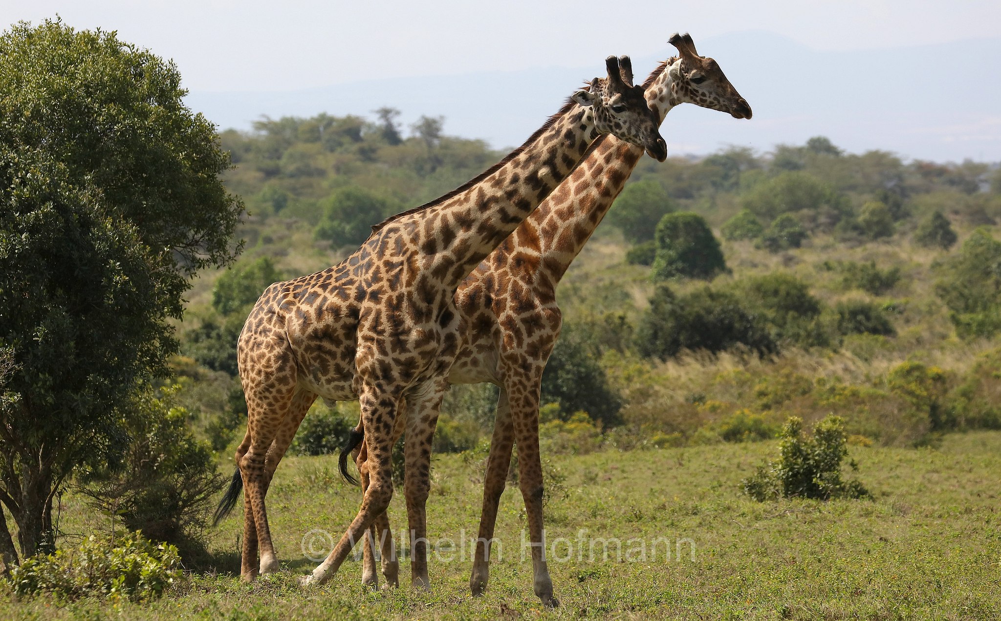Masai giraffe, Maasai giraffe, Kilimanjaro giraffe, Massai-Giraffe, giraffa masai, giraffa Maasai, giraffa del Kilimangiaro﻿, Tansania, Tanzania, Arusha National Park, Arusha-Nationalpark, parco nazionale di Arusha