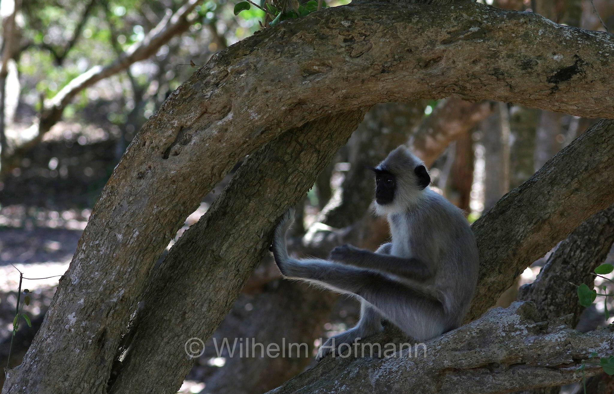 tufted gray langur, Madras gray langur, Coromandel sacred langur, Südlicher Hanuman-Langur, entello dal ciuffo, Semnopithecus priam, Sri Lanka, Southern Province, Hambantota, Hambantota District﻿, Palatupana Beach