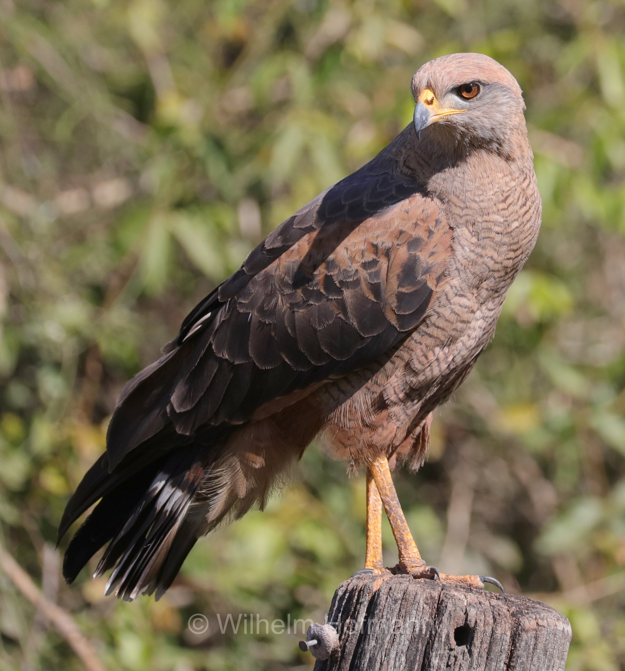 savanna hawk, Savannenbussard, ﻿poiana di savana, Buteogallus meridionalis, Pantanal, Mato Grosso, Brazil, Brasil, Brasile, Brasilien