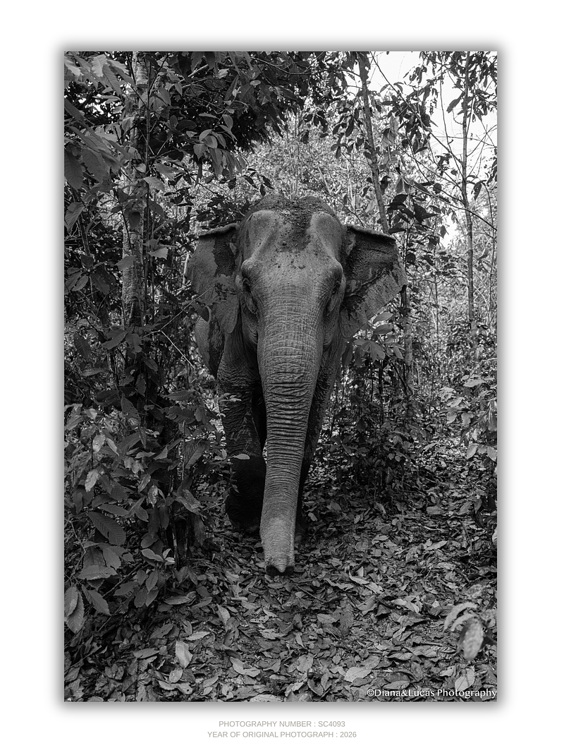COLLECTION - GIANTS OF THE LAND VERTICAL - "Framed by Jungle" - LIMITED EDITION 10 of 10