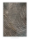 COLLECTION - GIANTS OF THE LAND VERTICAL - "Map of Skin" - LIMITED EDITION 10 of 10