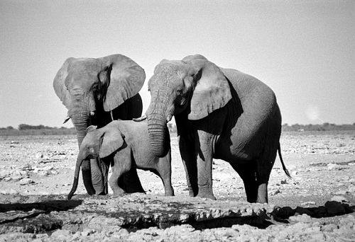 ANIMALI