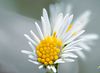 Pretty Flowers