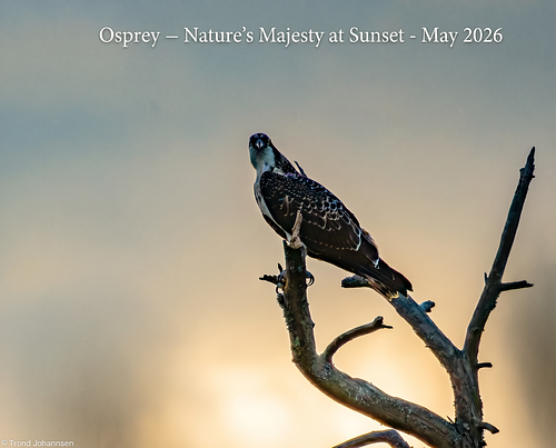 Much More About the Osprey / Fiske&oslash;rn