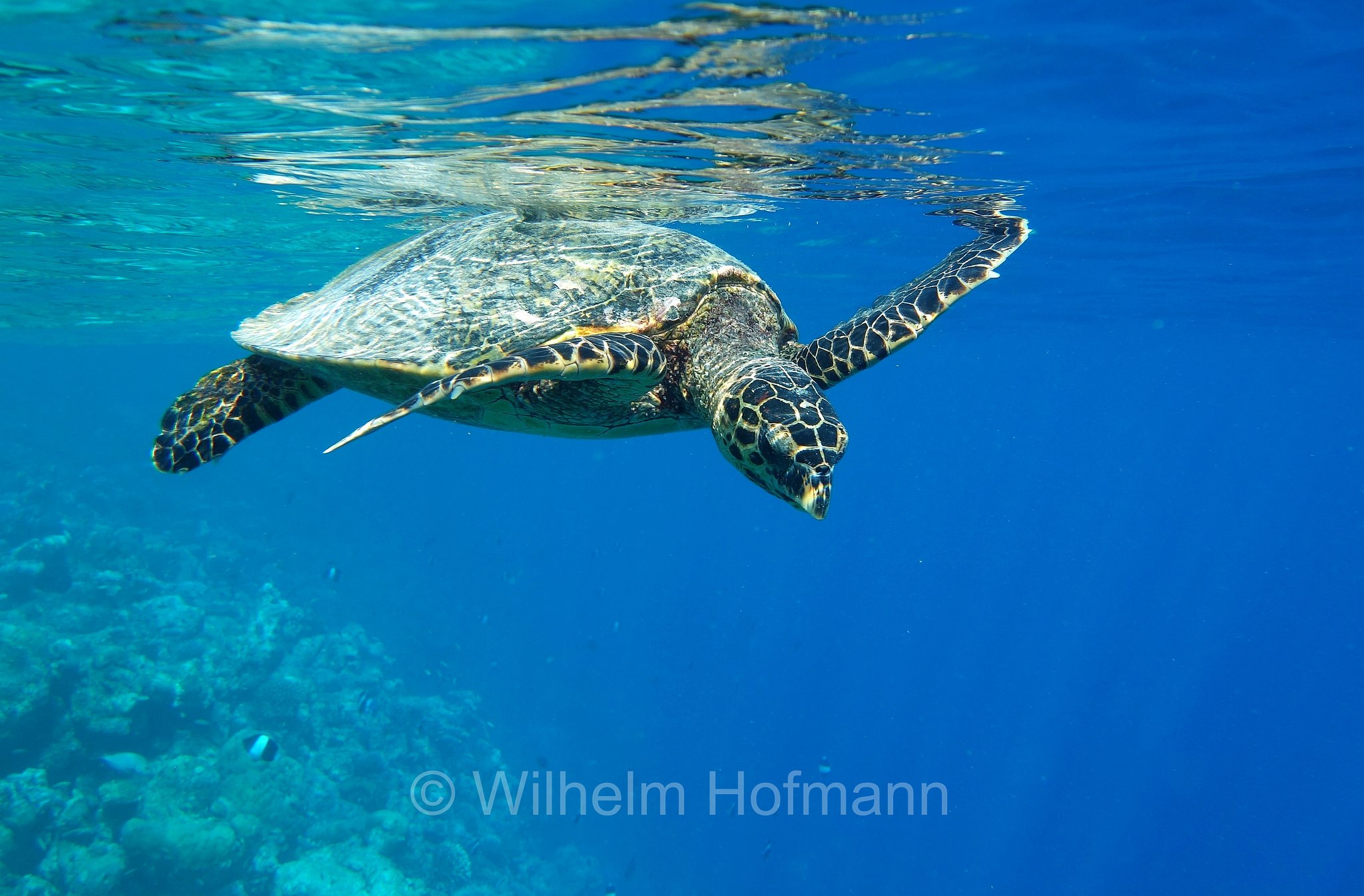 hawksbill sea turtle, Echte Karettschildkröte, tartaruga embricata, Eretmochelys imbricata, Maldives, Malediven, Maledive, Fihalhohi Island
