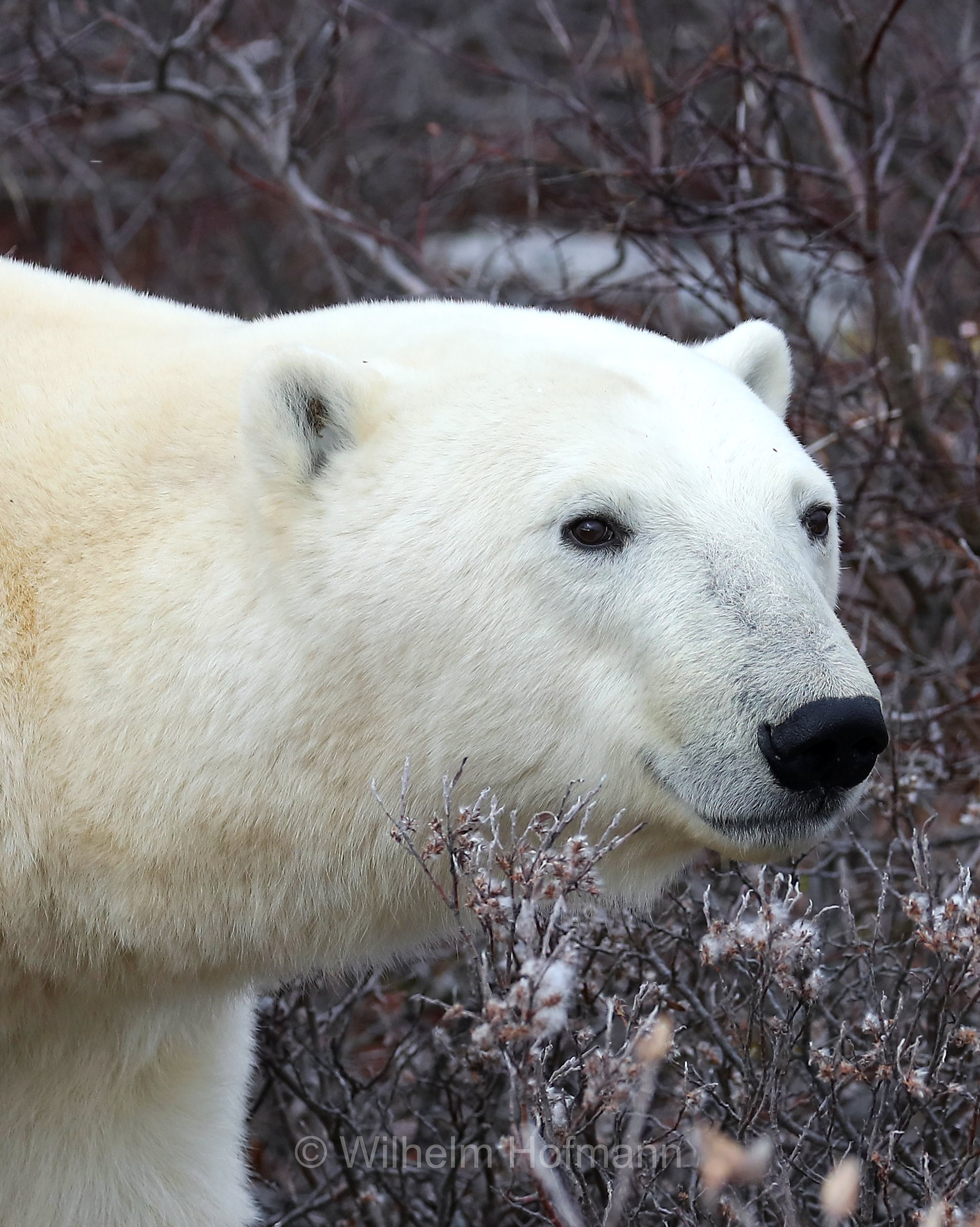 Ursus maritimus, polar bear, Eisbär, Polarbär, orso polare, orso bianco, Polar Bear Reserve, Churchill, Manitoba, Canada, Kanada