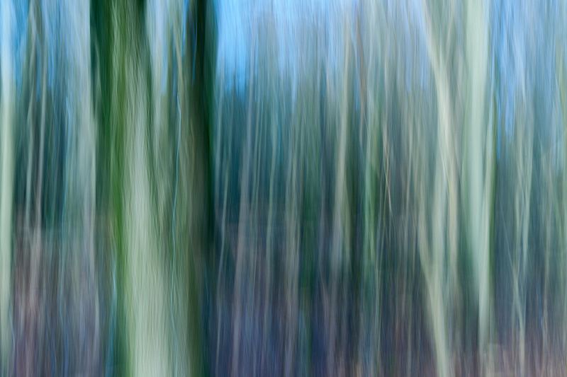 Abstracte natuurfotografie (4 juli 2026)