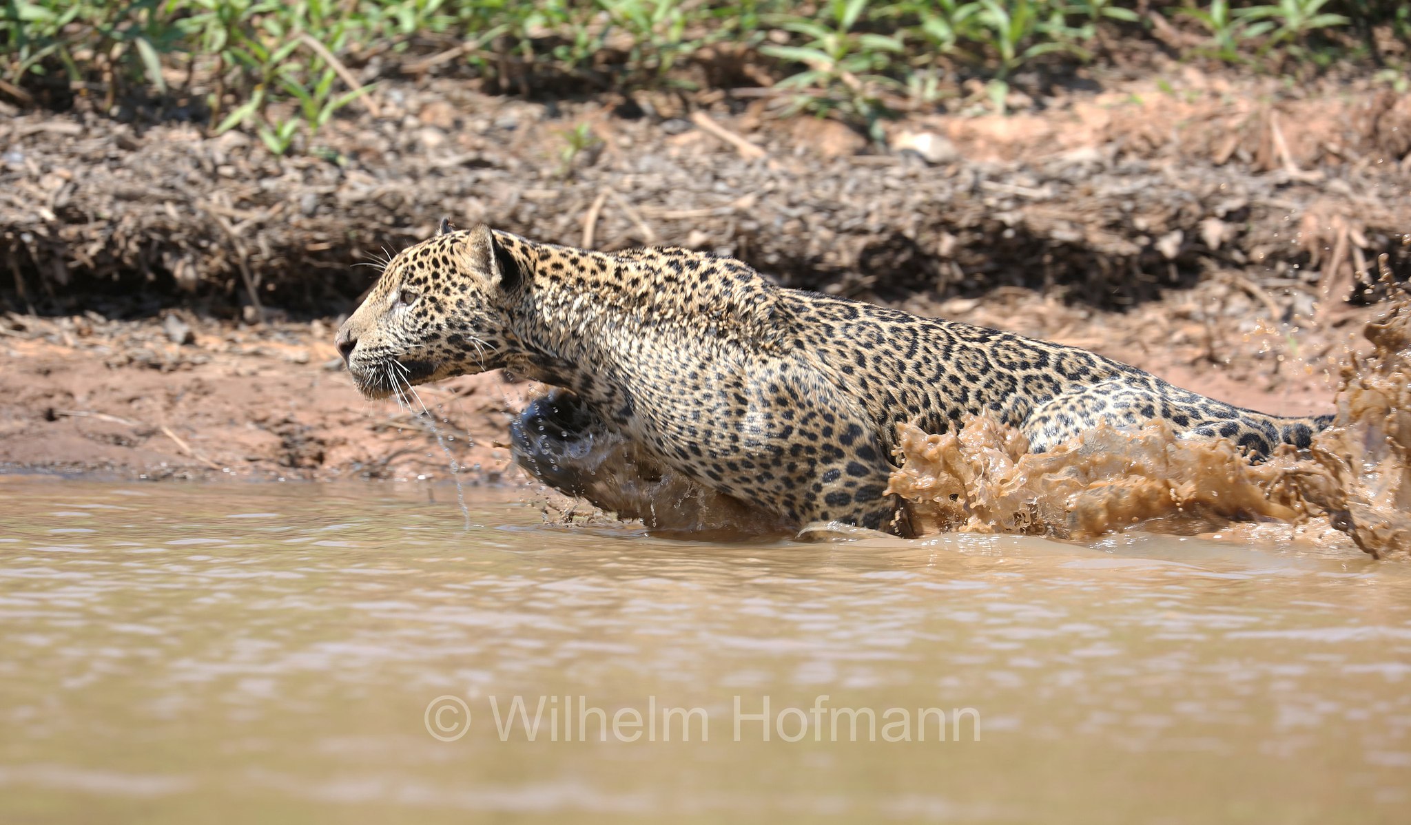 Jaguar, ﻿giaguaro, Panthera onca, Parque Estadual Encontro das Águas, Pantanal, Mato Grosso, Brazil, Brasil, Brasile, Brasilien