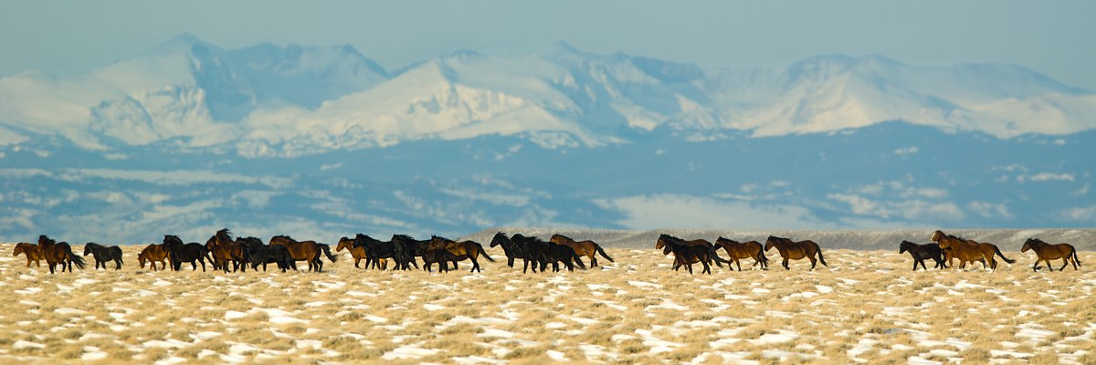 Mountains-and-Mustangs