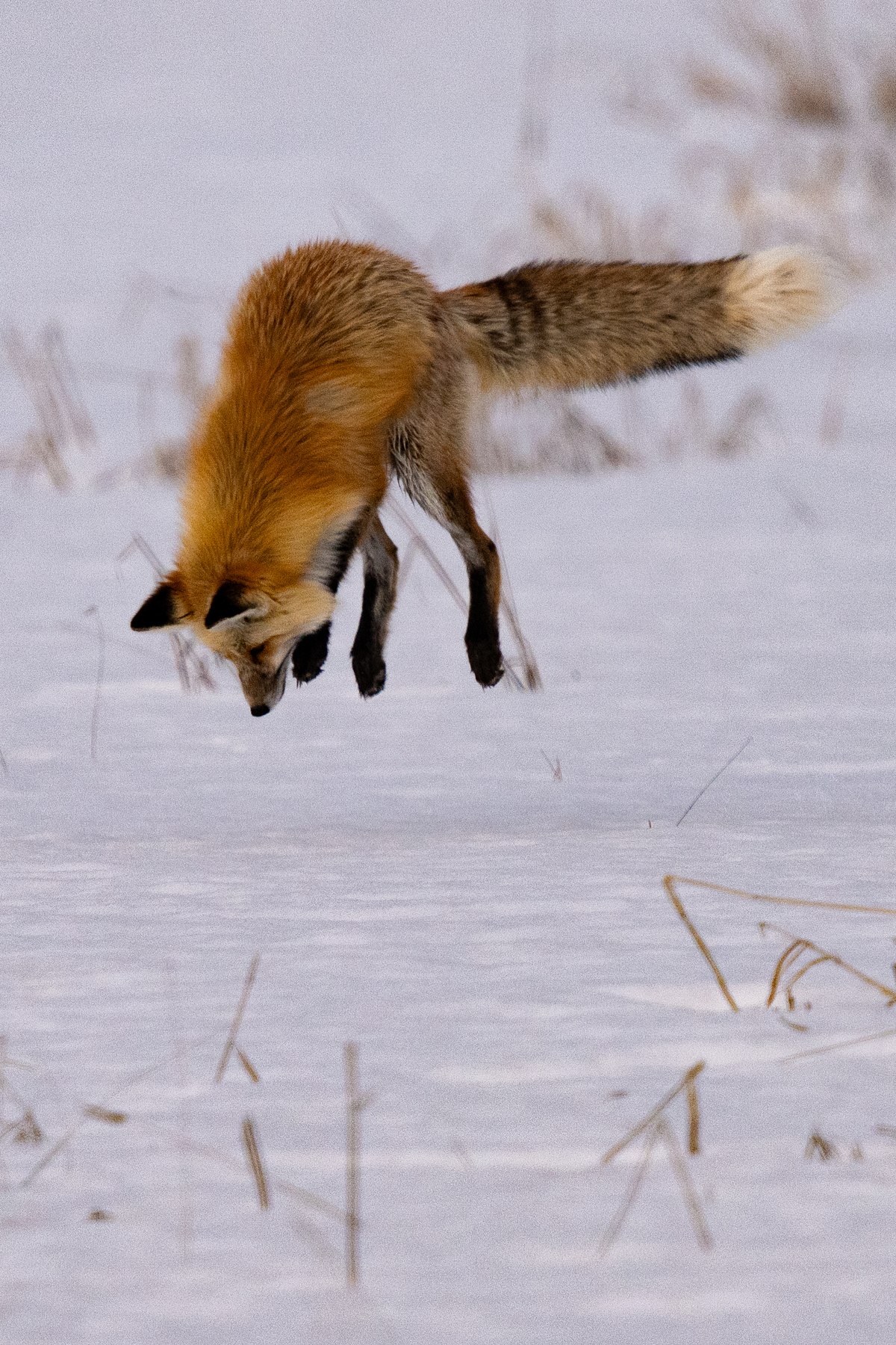 Snow-Diver