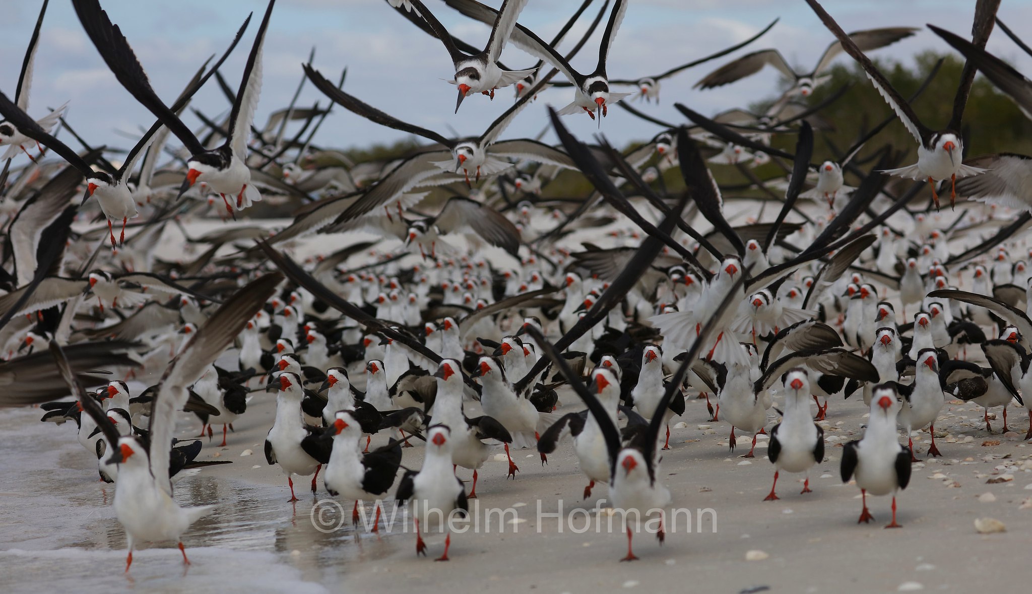Rynchops niger niger, black skimmer, Amerikascherenschnabel, Amerikanischer Scherenschnabel, Schwarzmantel-Scherenschnabel, becco a cesoia americano, becco a forbice americano, Lovers Key Beach, Lovers Key State Park, Florida, USA