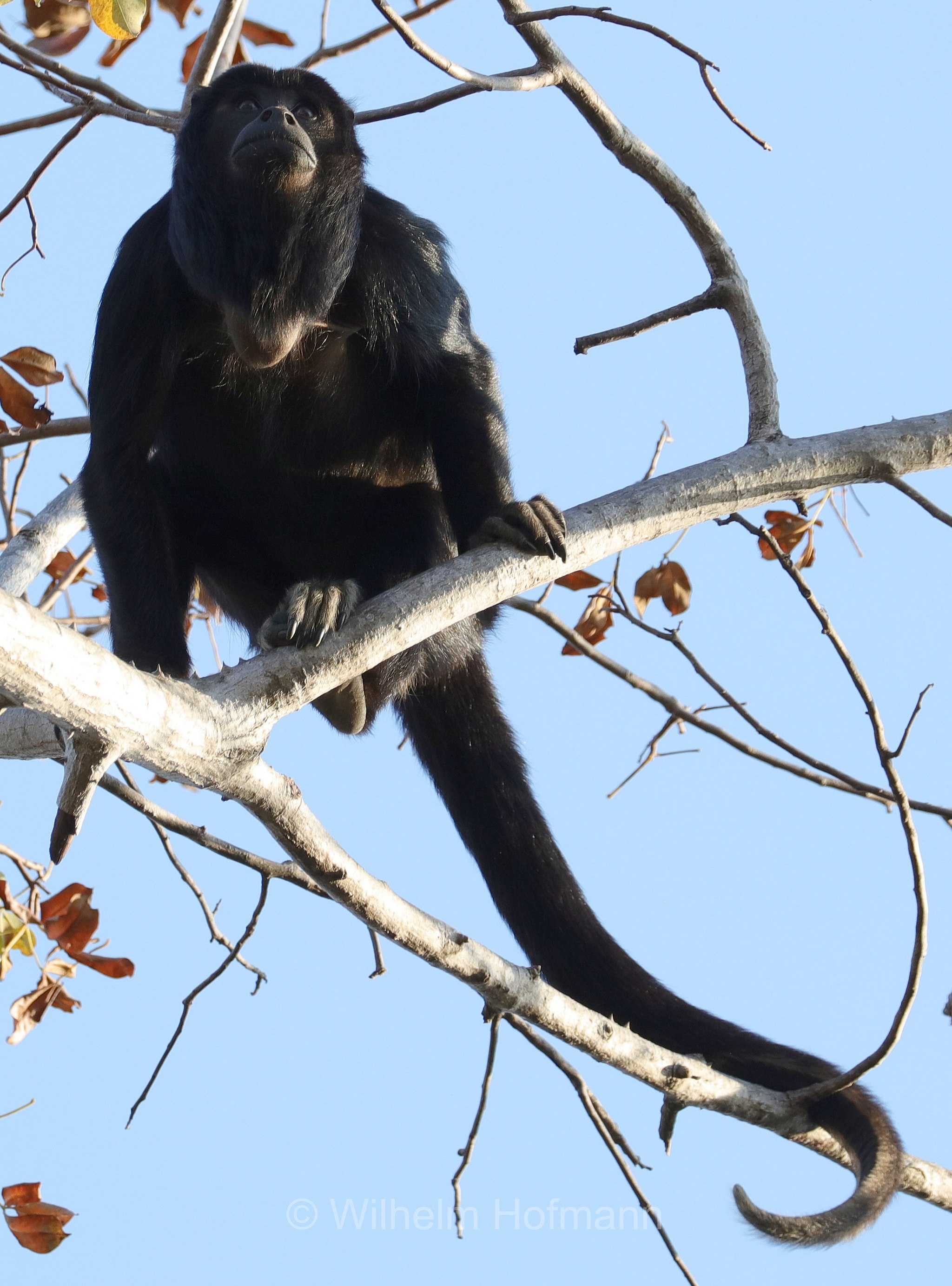 black howler, black-and-gold howler, Schwarzer Brüllaffe, aluatta nera, scimmia urlatrice nera, scimmia urlatrice nera e dorata, Alouatta caraya, Pantanal, Mato Grosso, Brazil, Brasil, Brasile, Brasilien