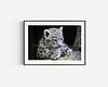 Snow Leopard Cub Print