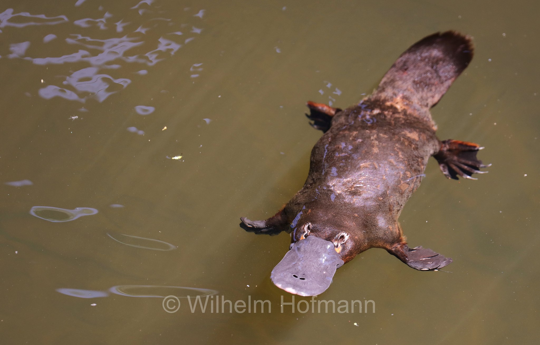 Ornithorhynchus anatinus, platypus, duck-billed platypus, Schnabeltier, ornitorinco, platipo, Broken River, Eungella National Park, Eungella-Nationalpark, Parco nazionale Eungella, Queensland, Australia, Australien