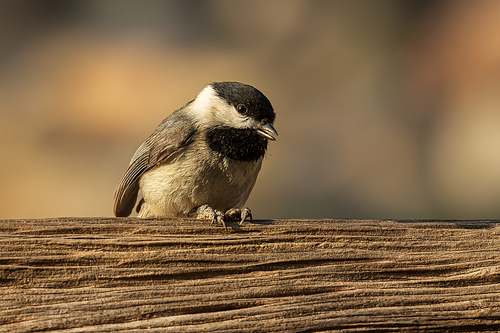 A small Carolina Chickadee with a black cap and white cheeks perched on a weathered wooden ledge in Texas