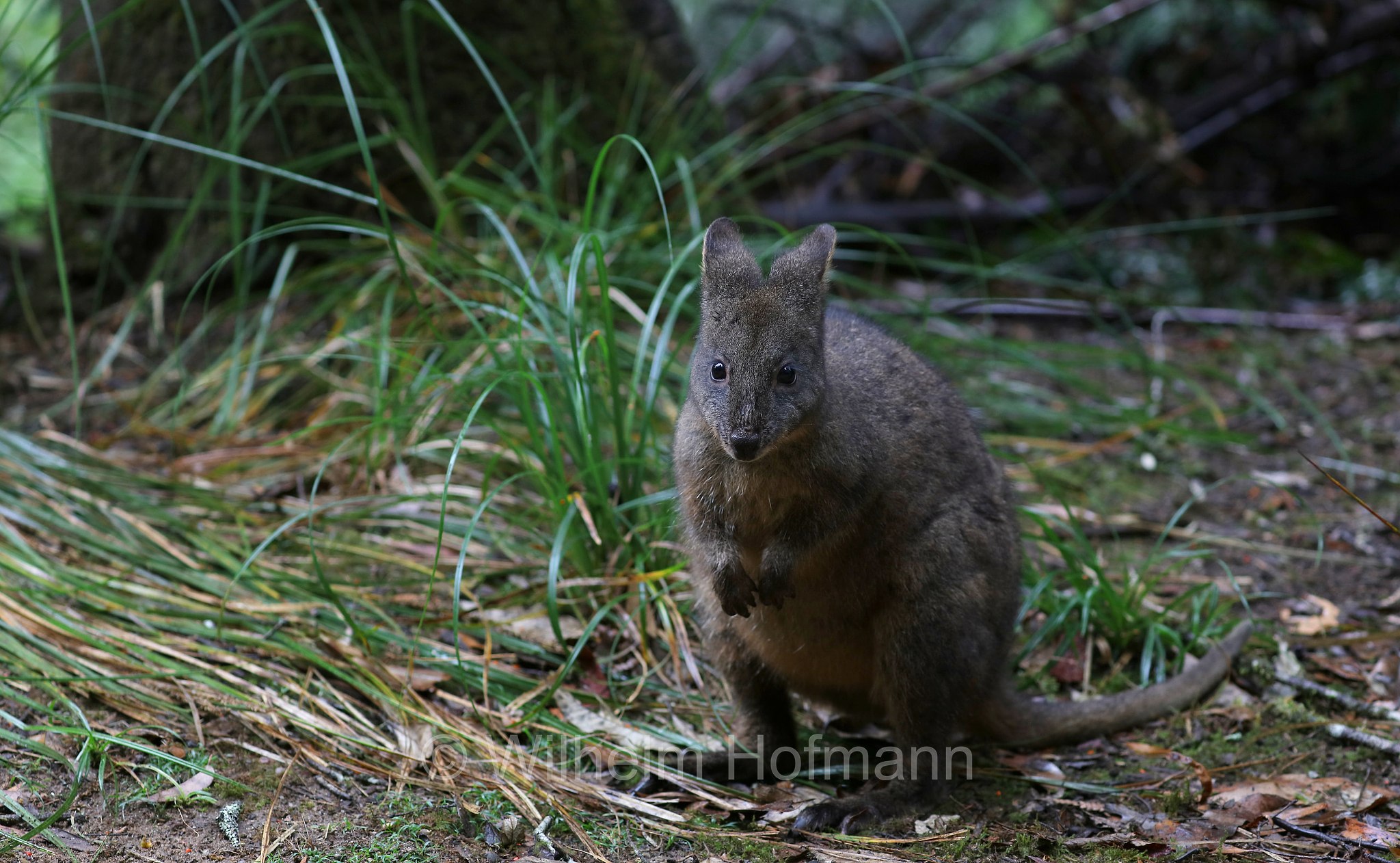Tasmanian pademelon, rufous-bellied pademelon, red-bellied pademelon, Rotbauchfilander, pademelon della Tasmania, pademelon dal ventre rossiccio, pademelon dal ventre rosso, Thylogale billardierii, Fern Glade Platypus Reserve, Tasmania, Tasmanien, Australia, Australien