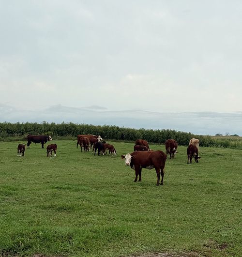 Beef Pricing