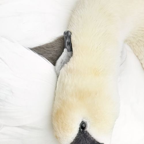 UNDER COVER