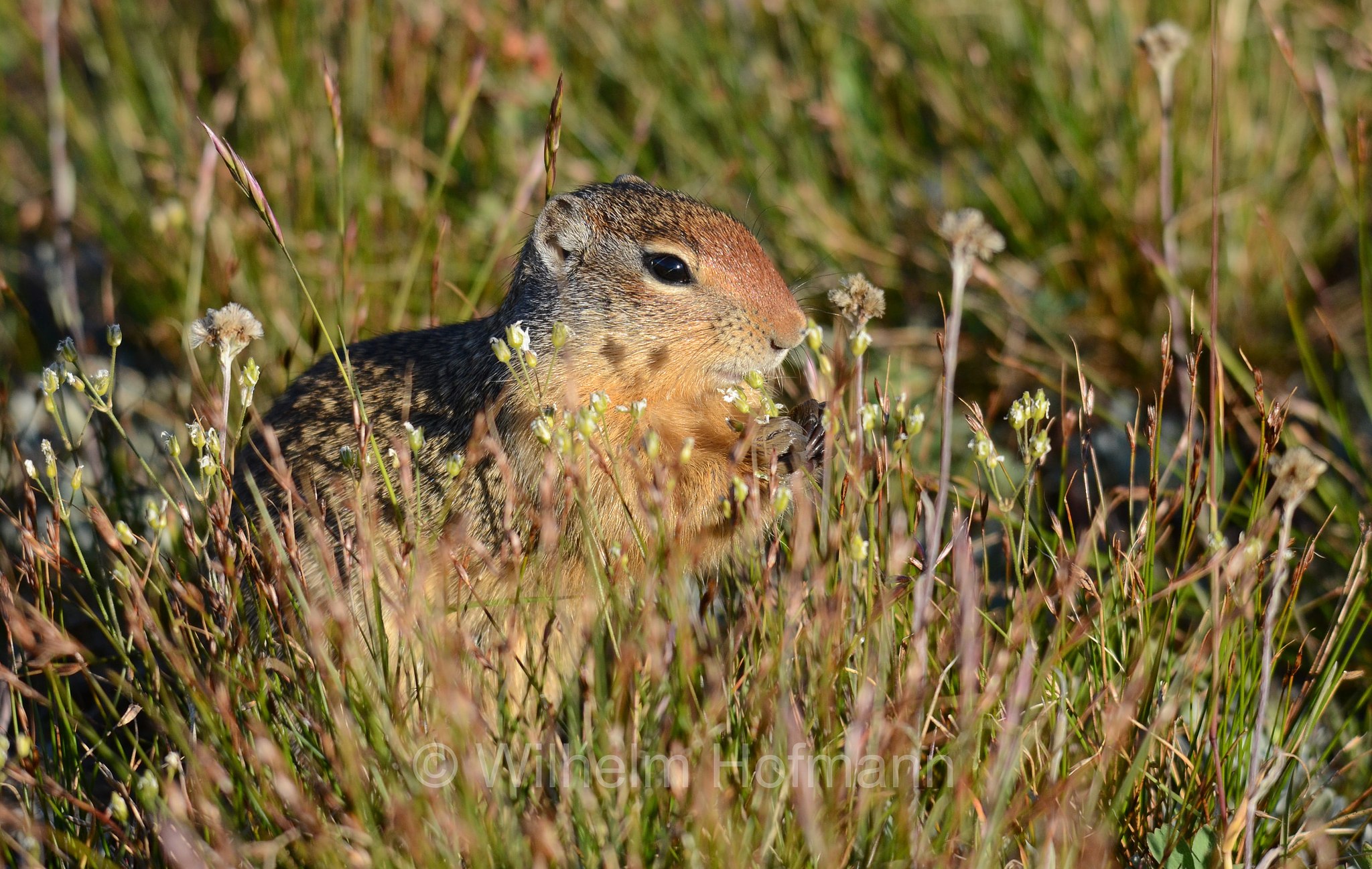 Urocitellus columbianus, Spermophilus columbianus, Columbian ground squirrel, Columbia-Ziesel, citello della Columbia, Logan Pass, Glacier National Park, Glacier-Nationalpark, parco nazionale dei ghiacciai, Montana, USA
