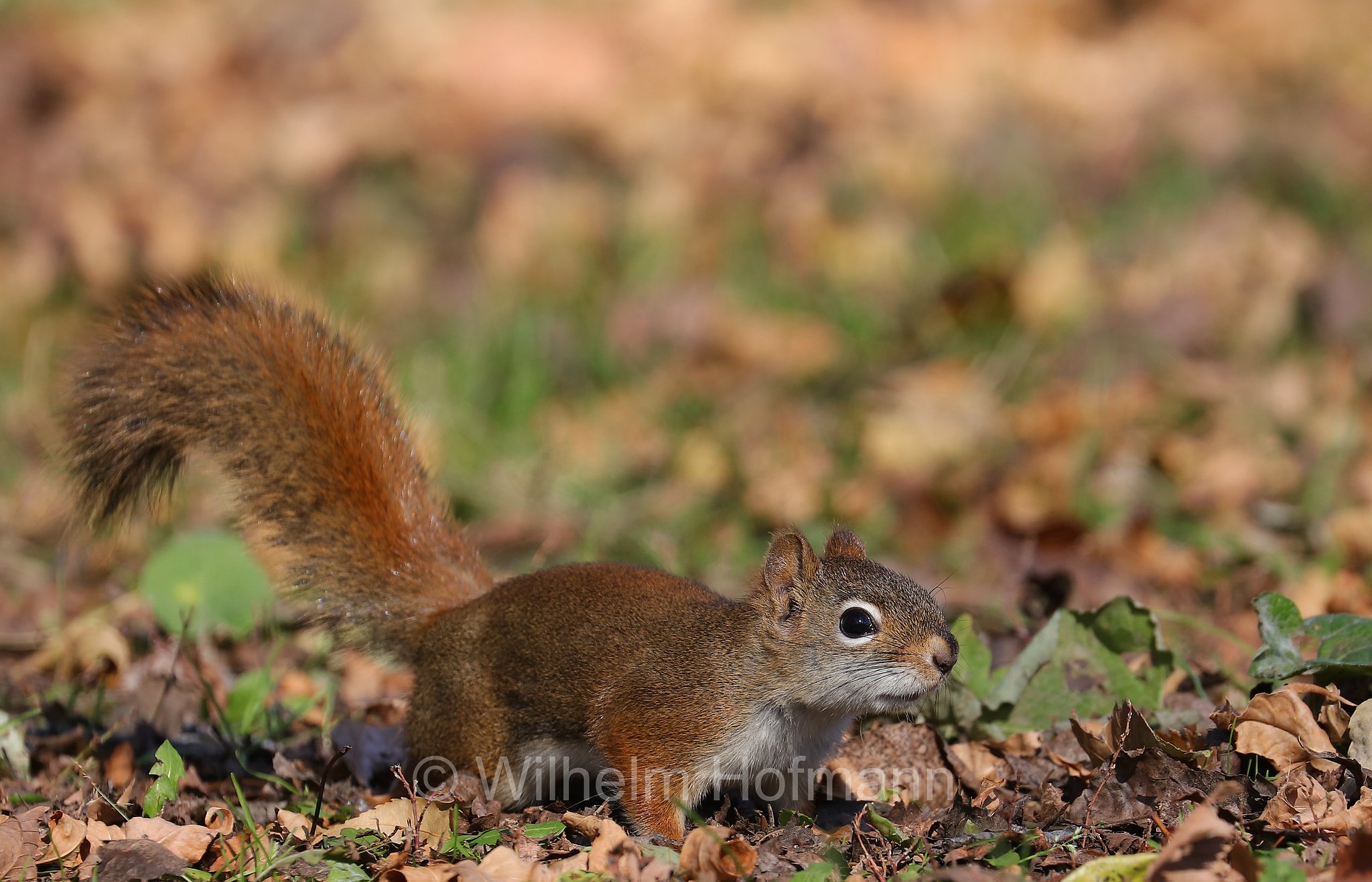 Tamiasciurus hudsonicus, American red squirrel, pine squirrel, piney squirrel, North American red squirrel, chickaree, boomer, red squirrel, Gemeines Rothörnchen, scoiattolo rosso nordamericano, Kildonan Park, Winnipeg, Manitoba, Canada, Kanada