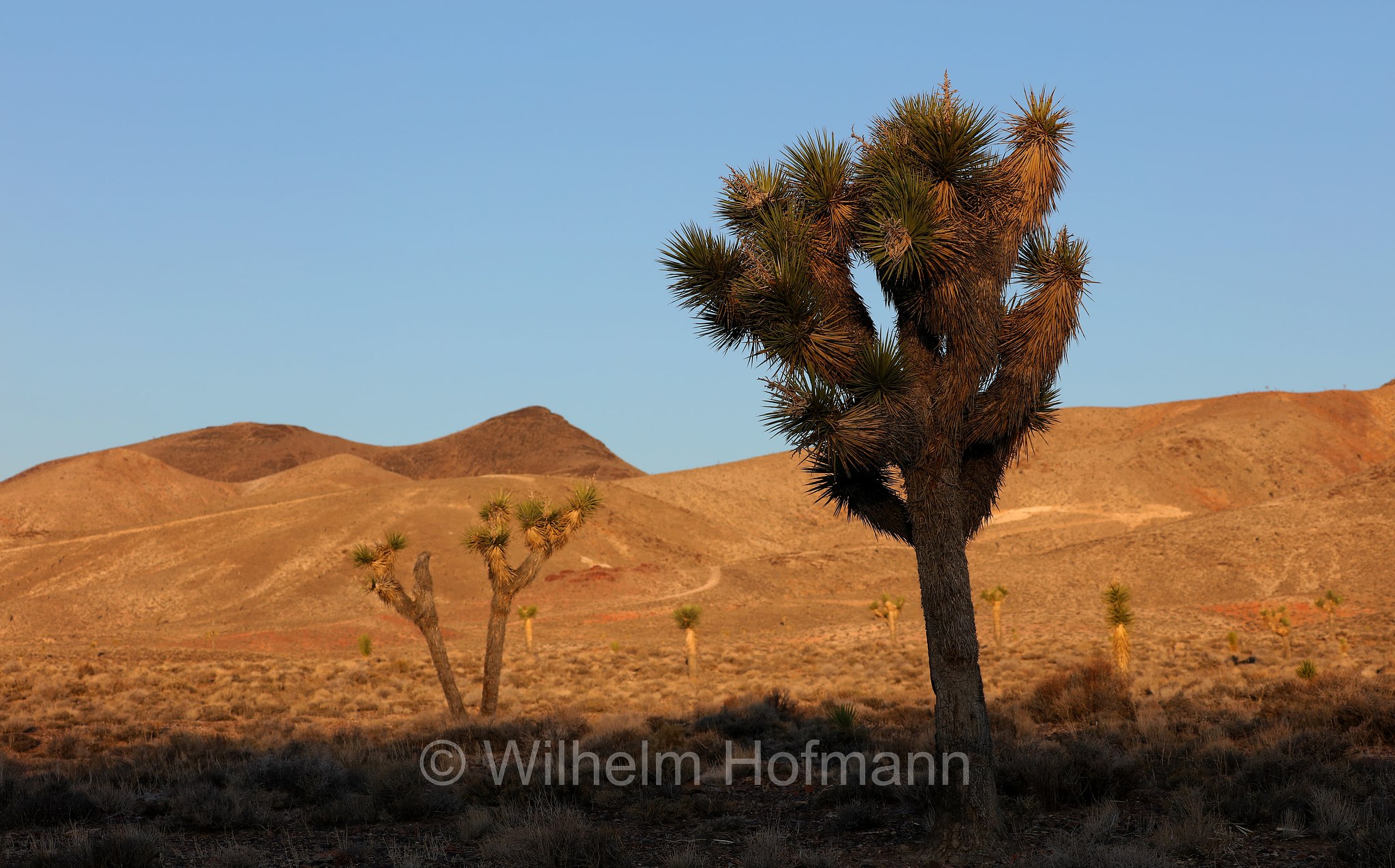 Yucca brevifolia, Joshua tree, yucca palm, tree yucca, or palm tree yucca, Josua-Palmlilie, Josuabaum, albero di Giosuè, Veterans Memorial Highway, Nevada, USA