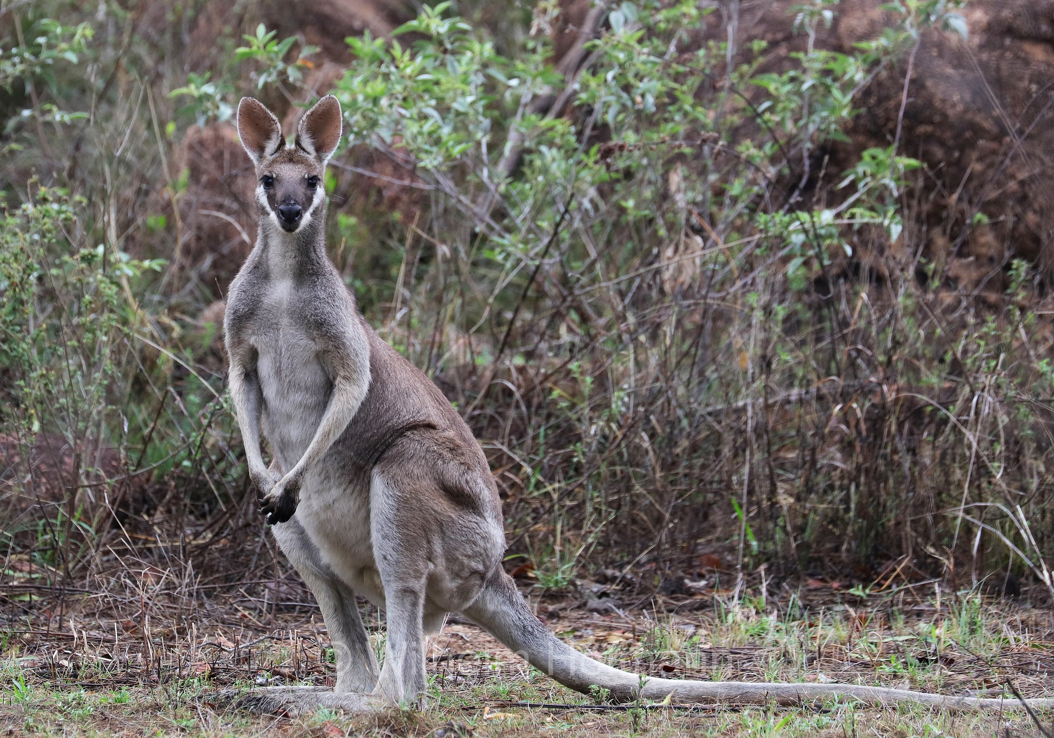 Notamacropus parryi, whiptail wallaby, pretty-faced wallaby, Hübschgesichtwallaby, wallaby di Parry, Bluff Walk, Undara Volcanic National Park, Undara-Volcanic-Nationalpark, parco nazionale Undara Volcanic, Queensland, Australia, Australien
