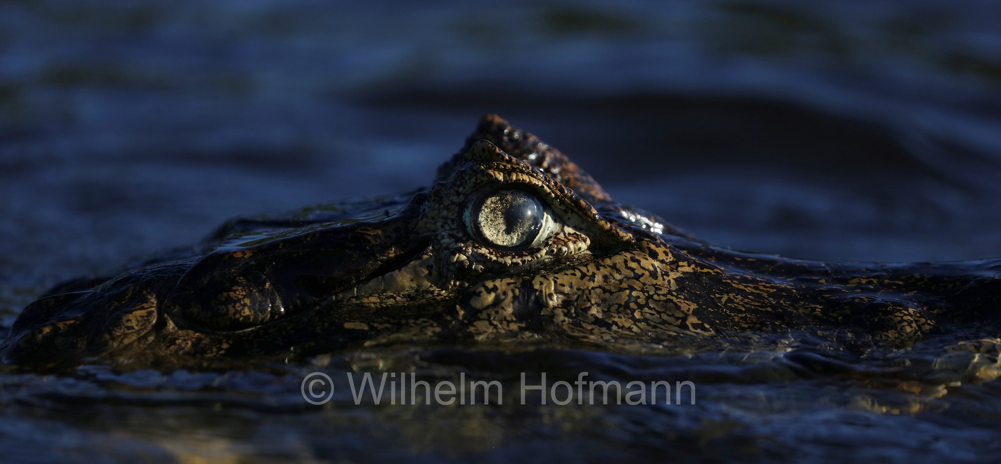 yacare caiman, jacare caiman, Paraguayan caiman, piranha caiman, red caiman, southern spectacled caiman, Brillenkaiman, caimano jacarè, Caiman yacare, Pantanal, Mato Grosso, Brazil, Brasil, Brasile, Brasilien