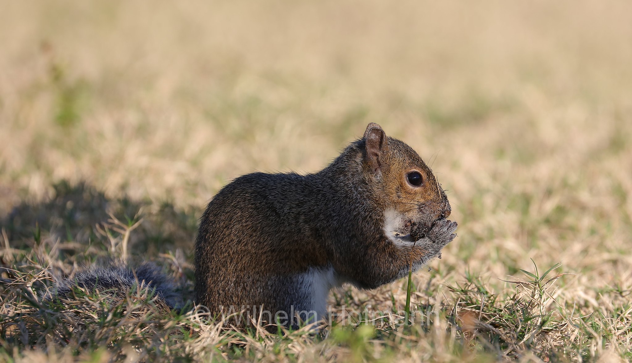 Sciurus carolinensis, eastern gray squirrel, grey squirrel, Grauhörnchen, Östliches Grauhörnchen, scoiattolo grigio nordamericano, scoiattolo grigio orientale, North Beach, Fort DeSoto Park, Florida, USA