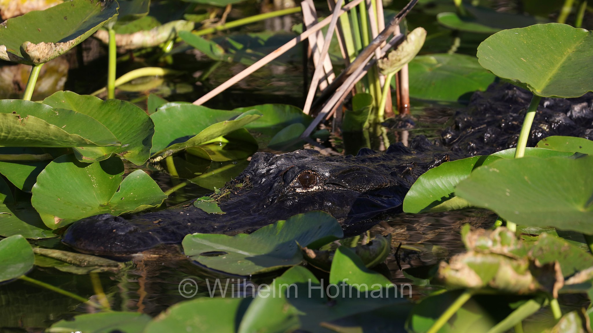 Alligator mississippiensis, American alligator, common alligator, gator, Mississippi-Alligator, Hechtalligator, alligatore del Mississippi, Anhinga Trail, Everglades National Park, Everglades-Nationalpark, Parco nazionale delle Everglades, Florida, USA