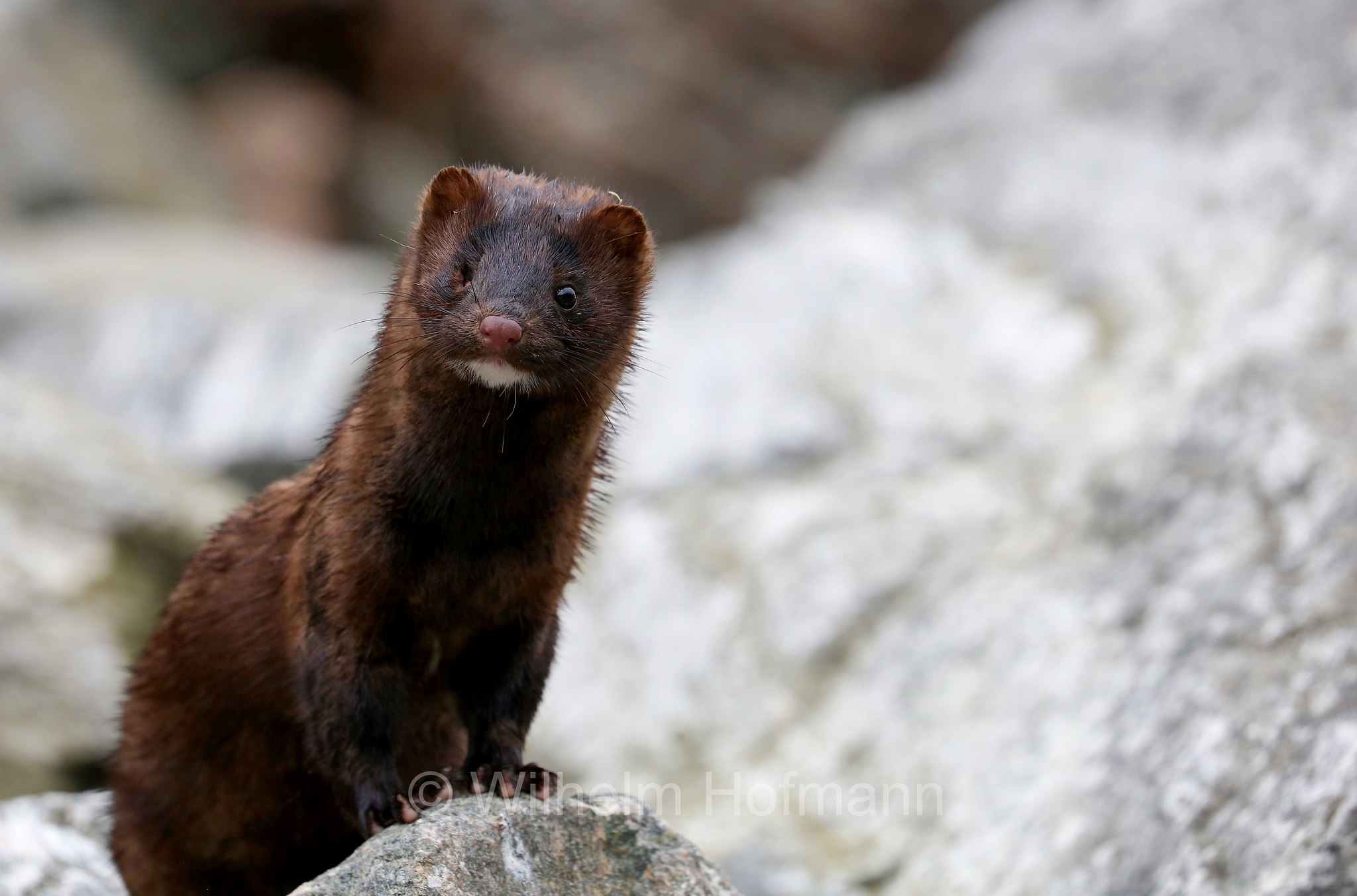 Neogale vison, Neovison vison, Mustela vison, American mink, Amerikanische Nerz, Mink, visone americano, Homlungsvegen, Geiranger Fjord, Geirangerfjord, Geirangerfjorden, Norway, Norwegen, Norvegia