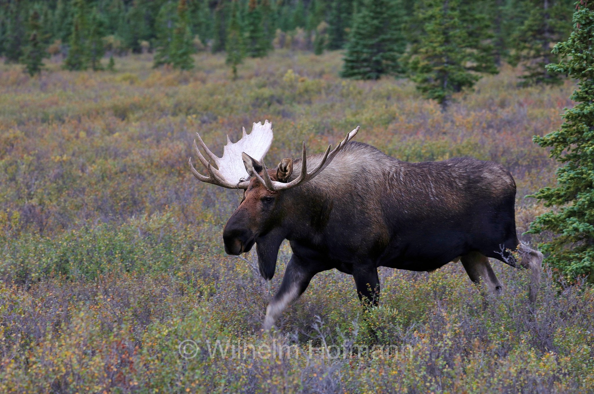 Alces alces gigas, Alaska moose, Alaskan moose, Giant moose, Yukon moose, Alaska-Elch, alce dell'Alaska, Savage River Campground, Denali National Park, Denali National Park and Preserve, Denali-Nationalpark, Parco nazionale del Denali, Alaska, USA
