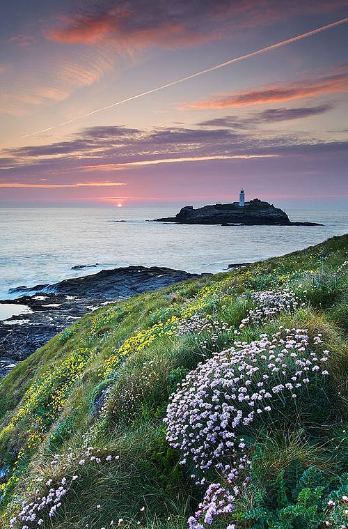 Pink Thrift at Godrevy