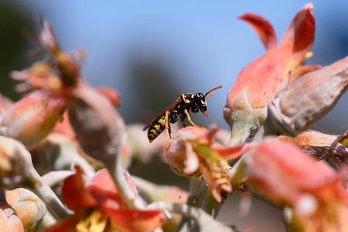 INSECTES